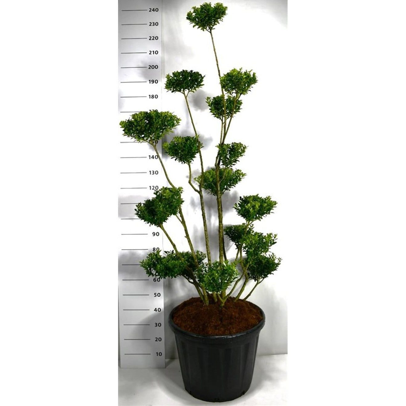 Ilex maximowicziana kanehirae - C80 150-175 cm. Bonsai